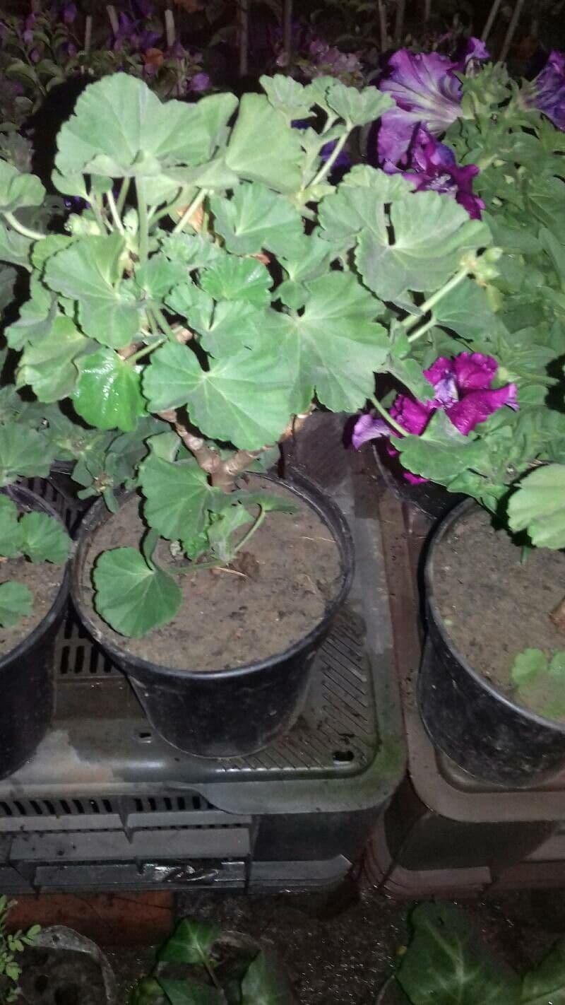 Geranium 9