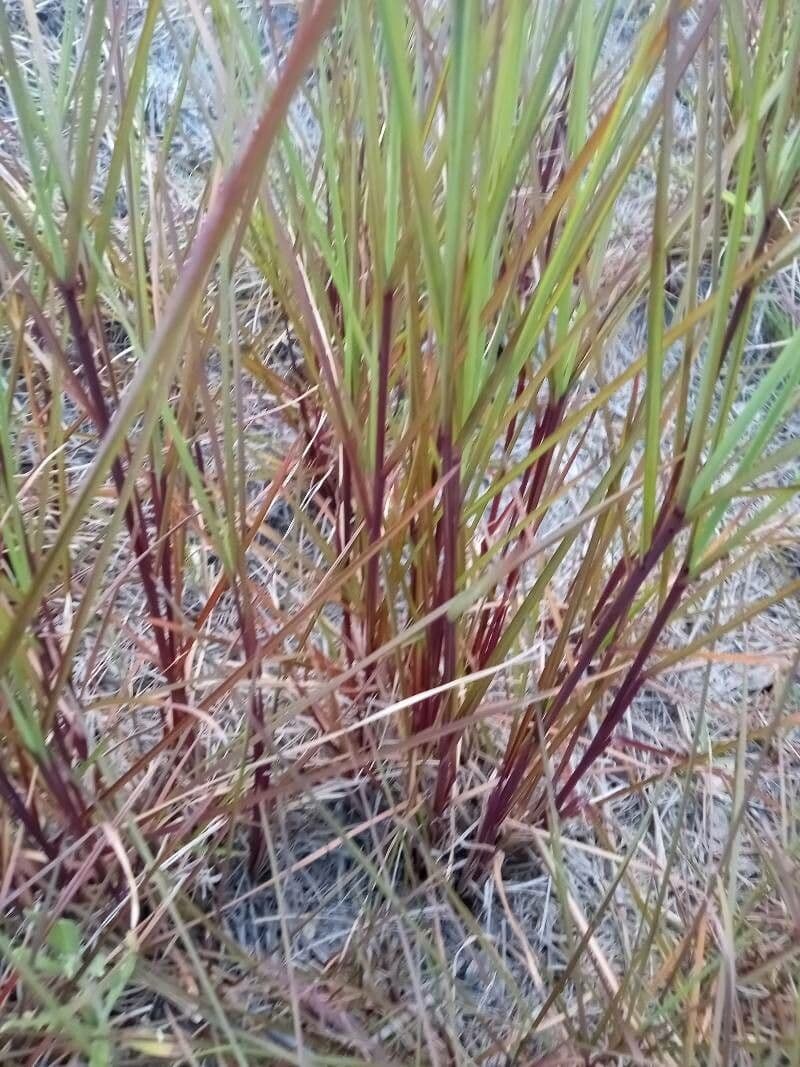Aristida comune 16
