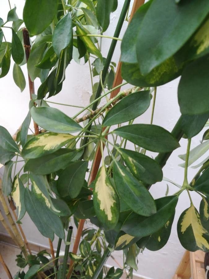 Schefflera arbicole 8