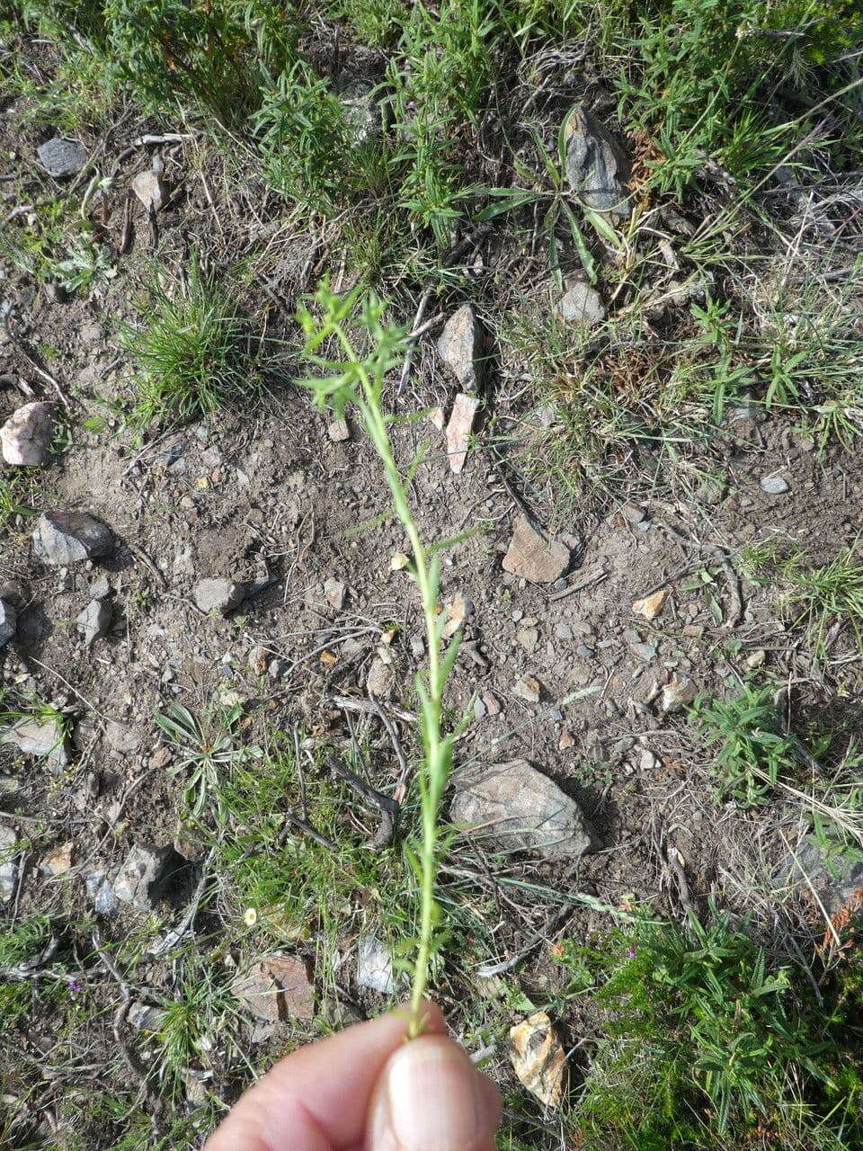 Kleine Wolfsmilch 25