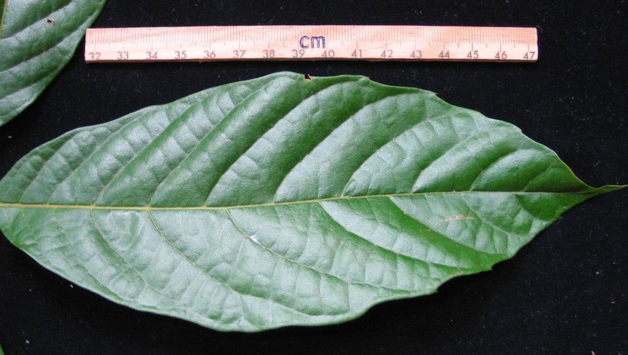 Meliosma 7