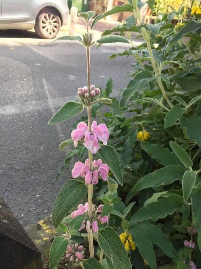 Matagallo 8