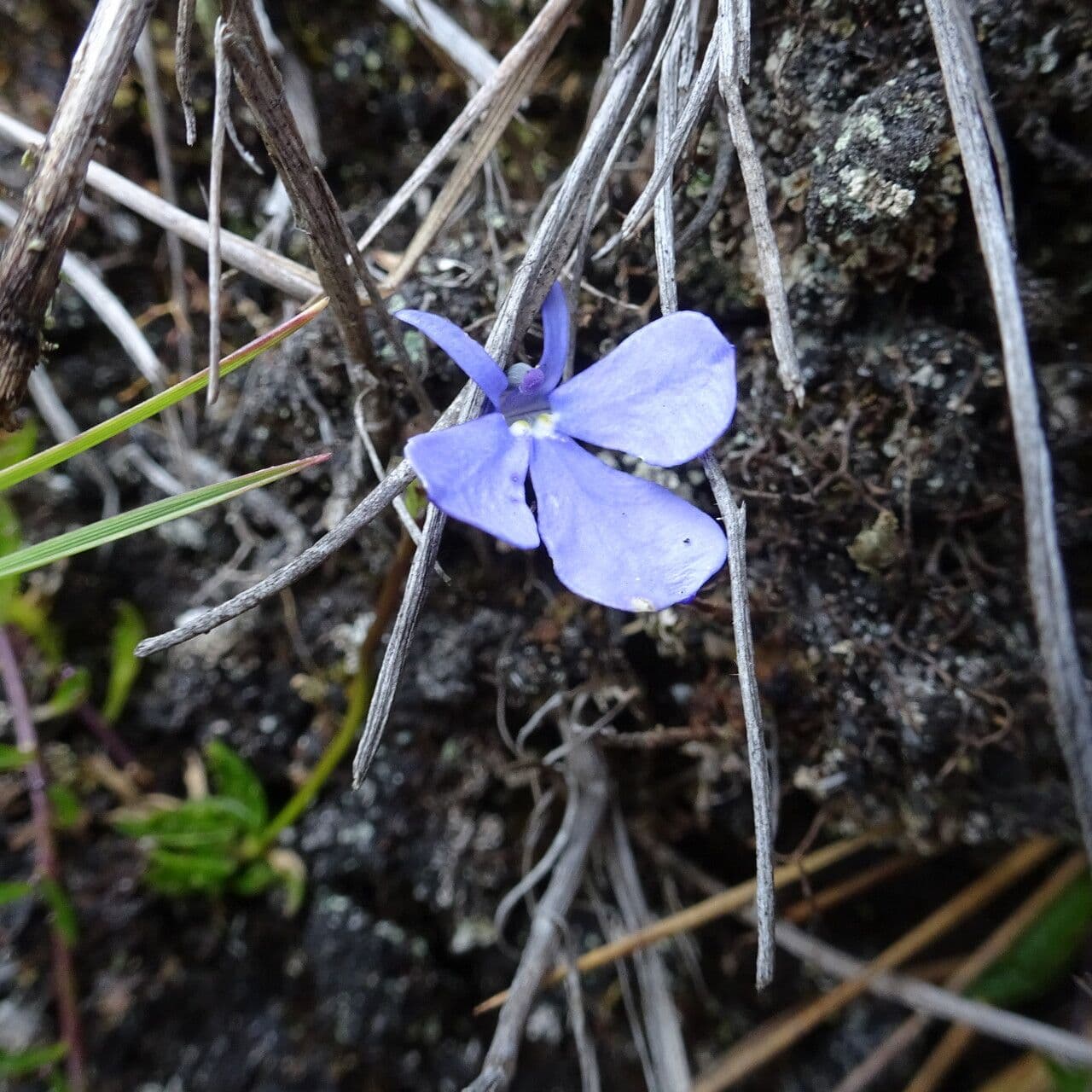 Lobelia tenera 4