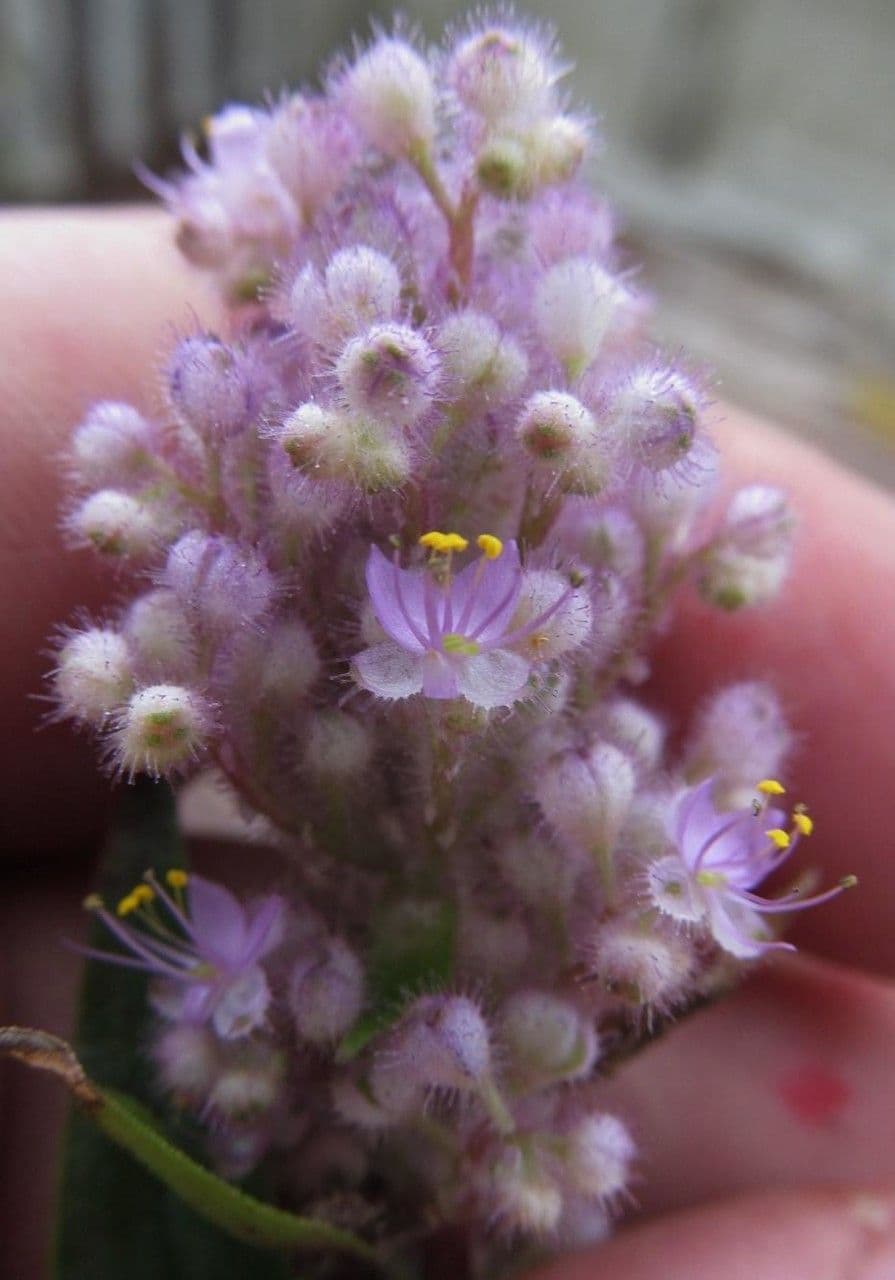 Floscopa glabra 2