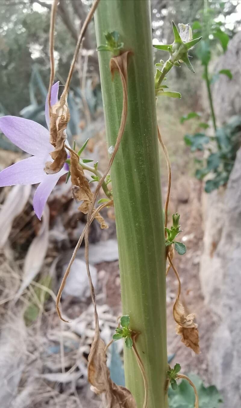 Campanula 17