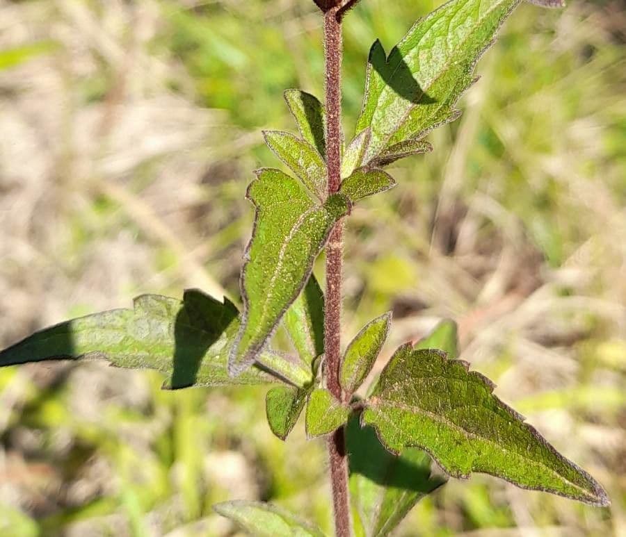 Chromolaena 6