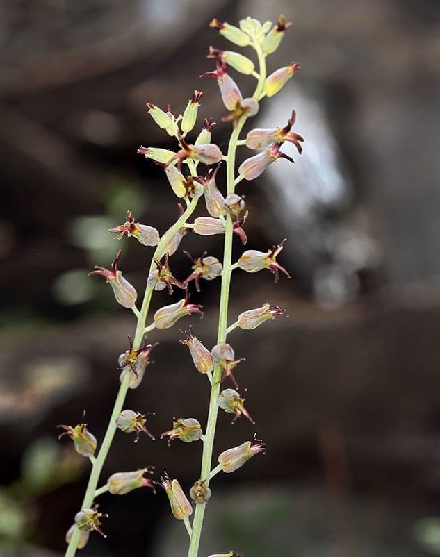 Streptanthus 6