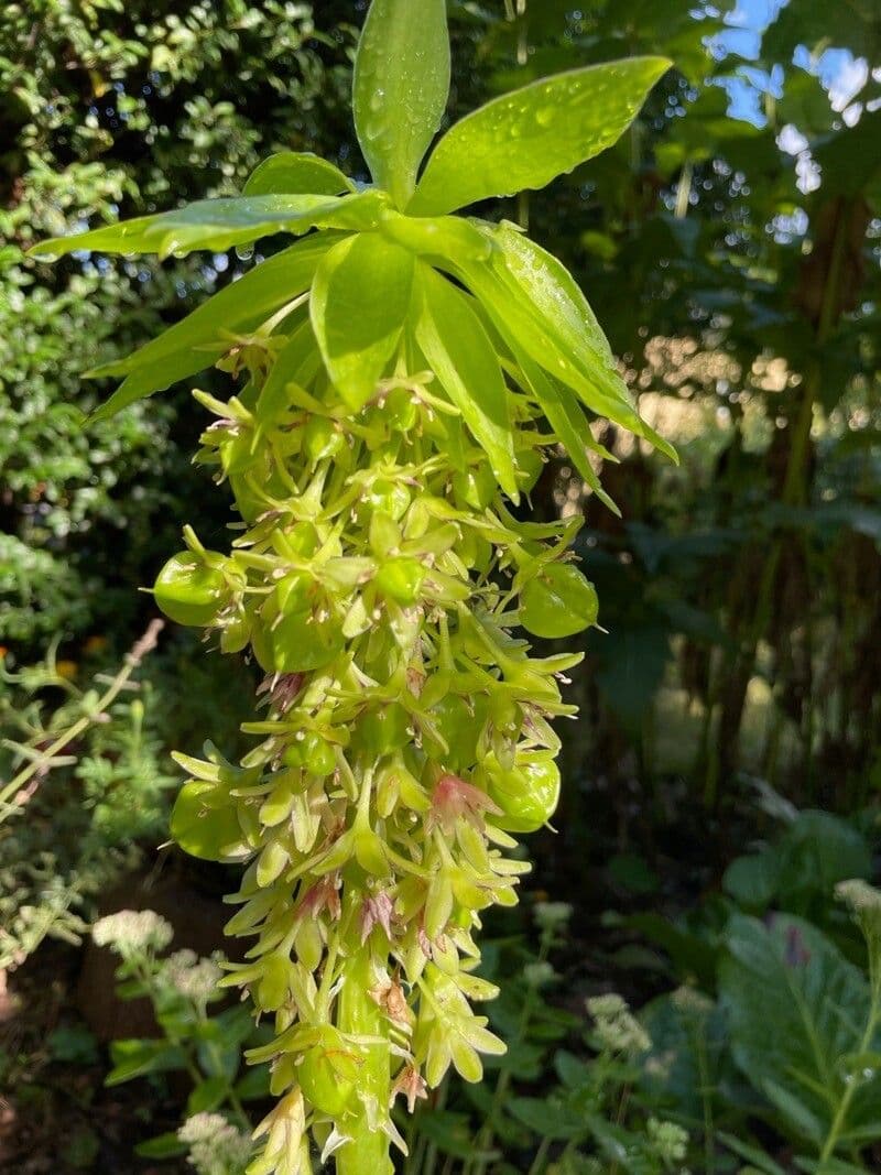 Eucomis