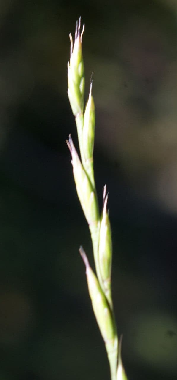 Festuca di Lachenal 8