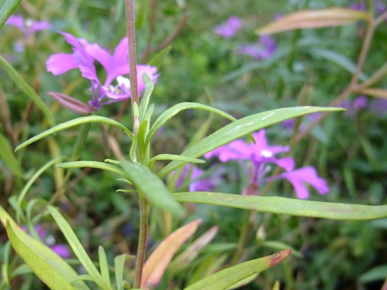 Schöne Clarkia 9