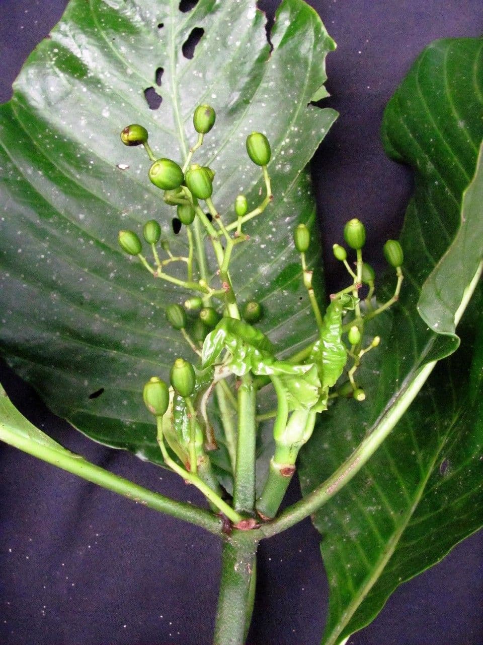 Psychotria 26