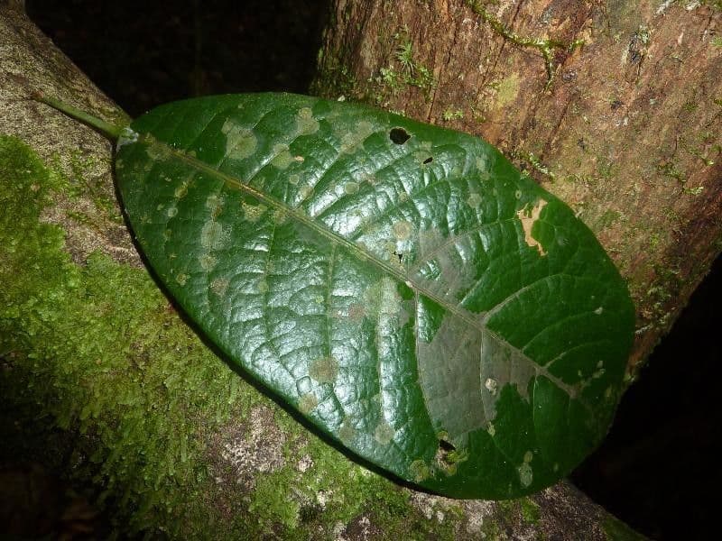 Sagotia 5