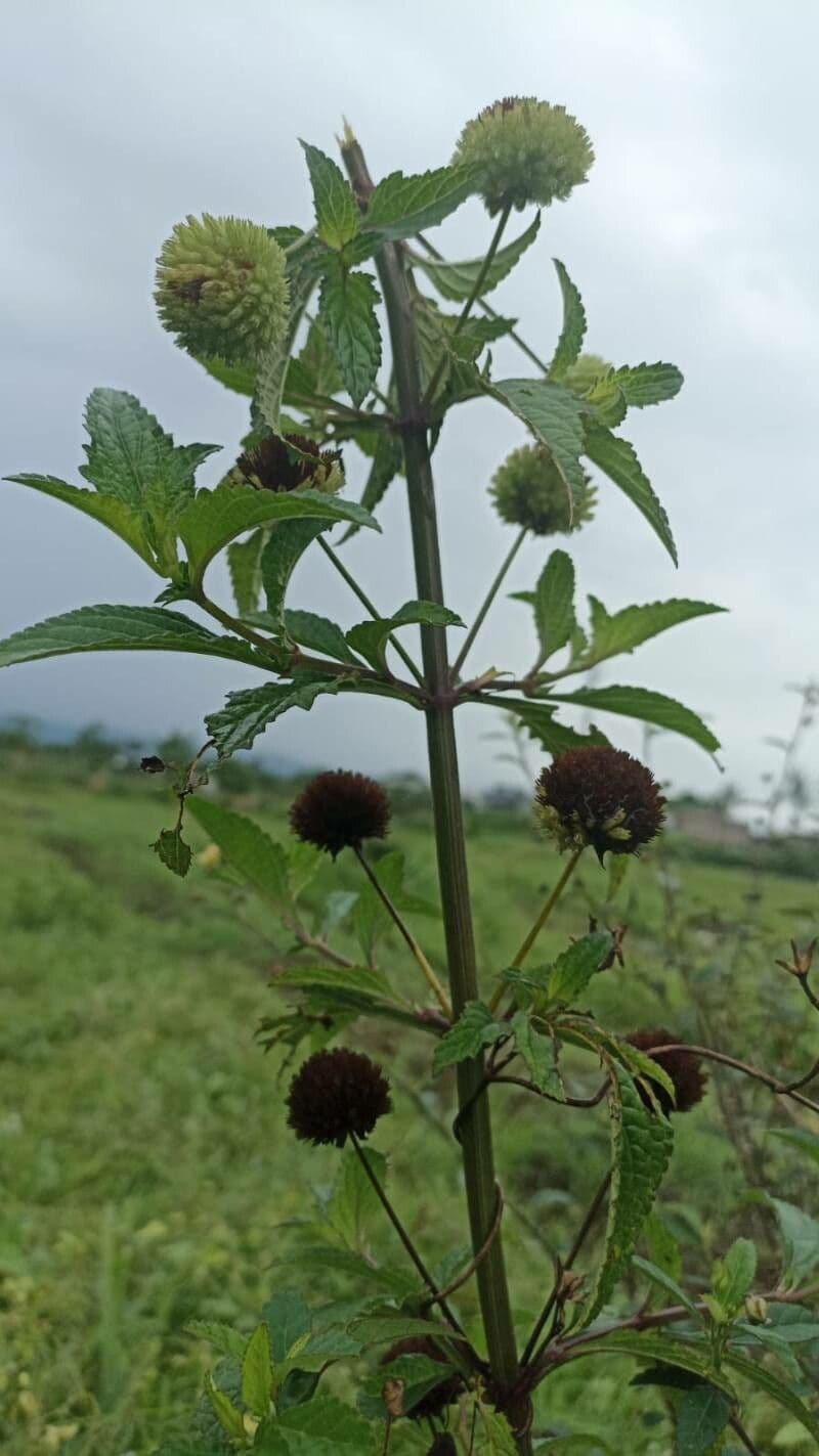 Hyptis capitata 9