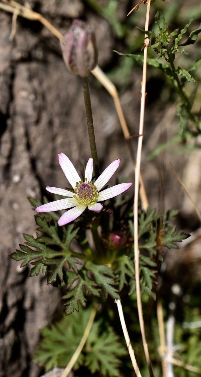 Anemone tuberosa 2