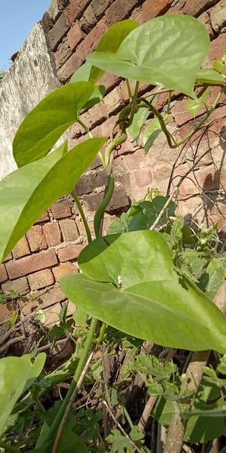 Tinospora 6