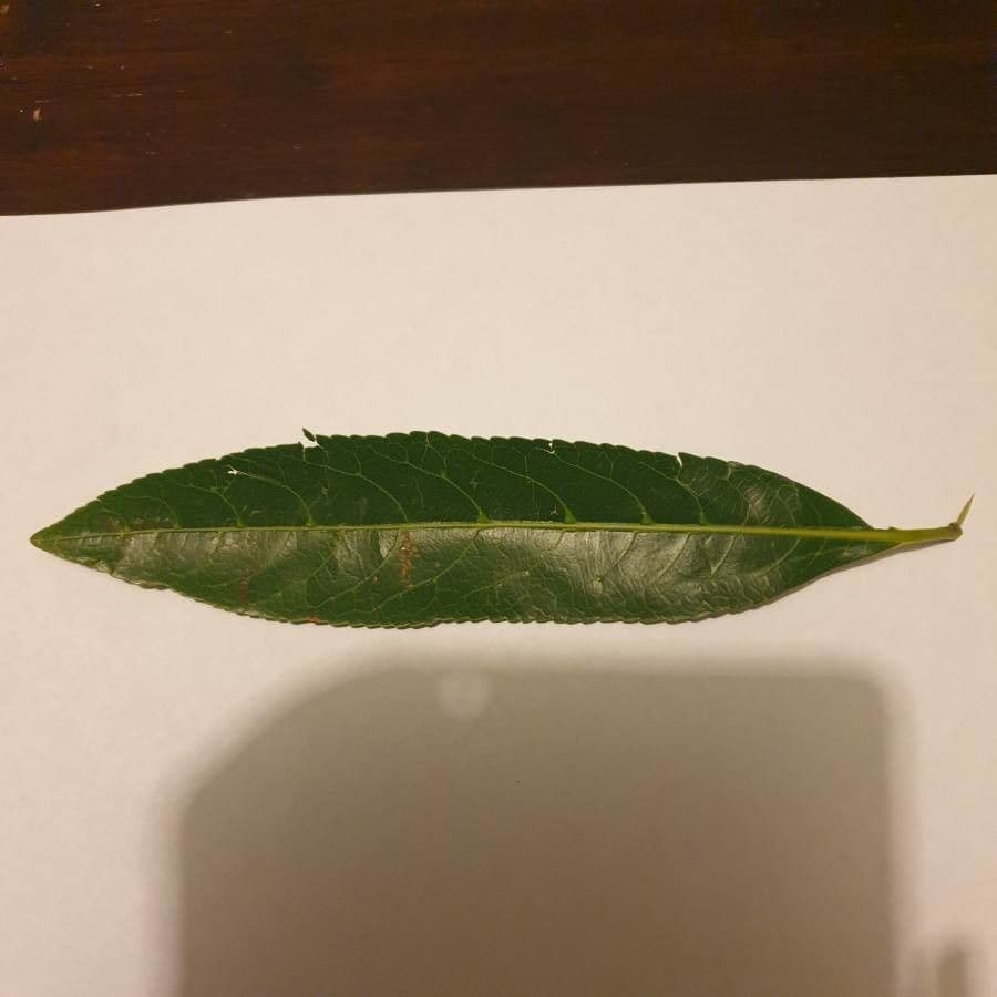 Elaeocarpus wąskolistny 14