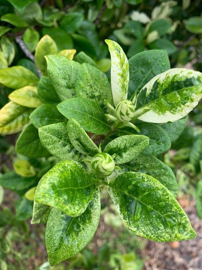 Gardenia tahitańska 14