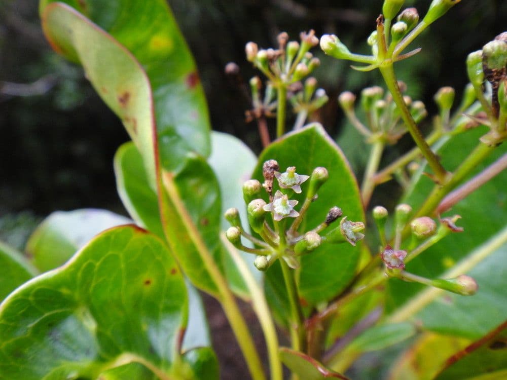 Myodocarpus 5