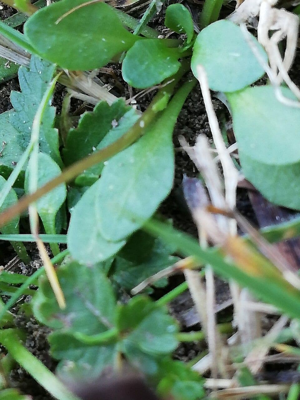 Solenopsis 11