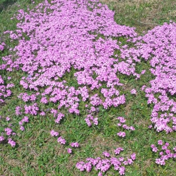 Silene a cuscinetto 15