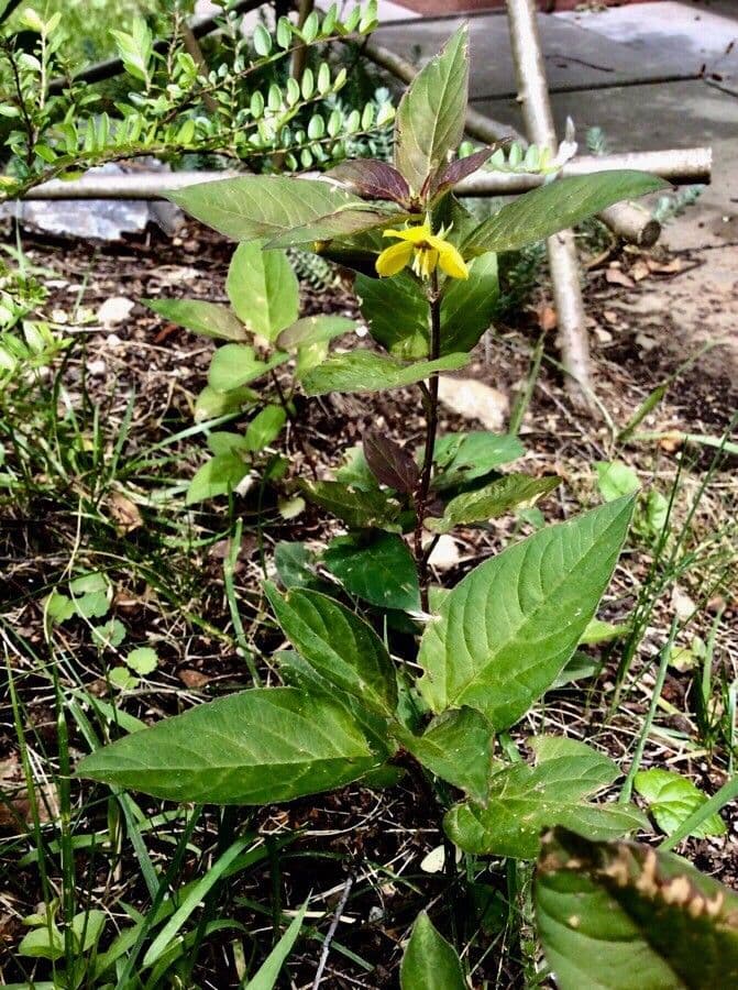 Lisimachia ciliata 17