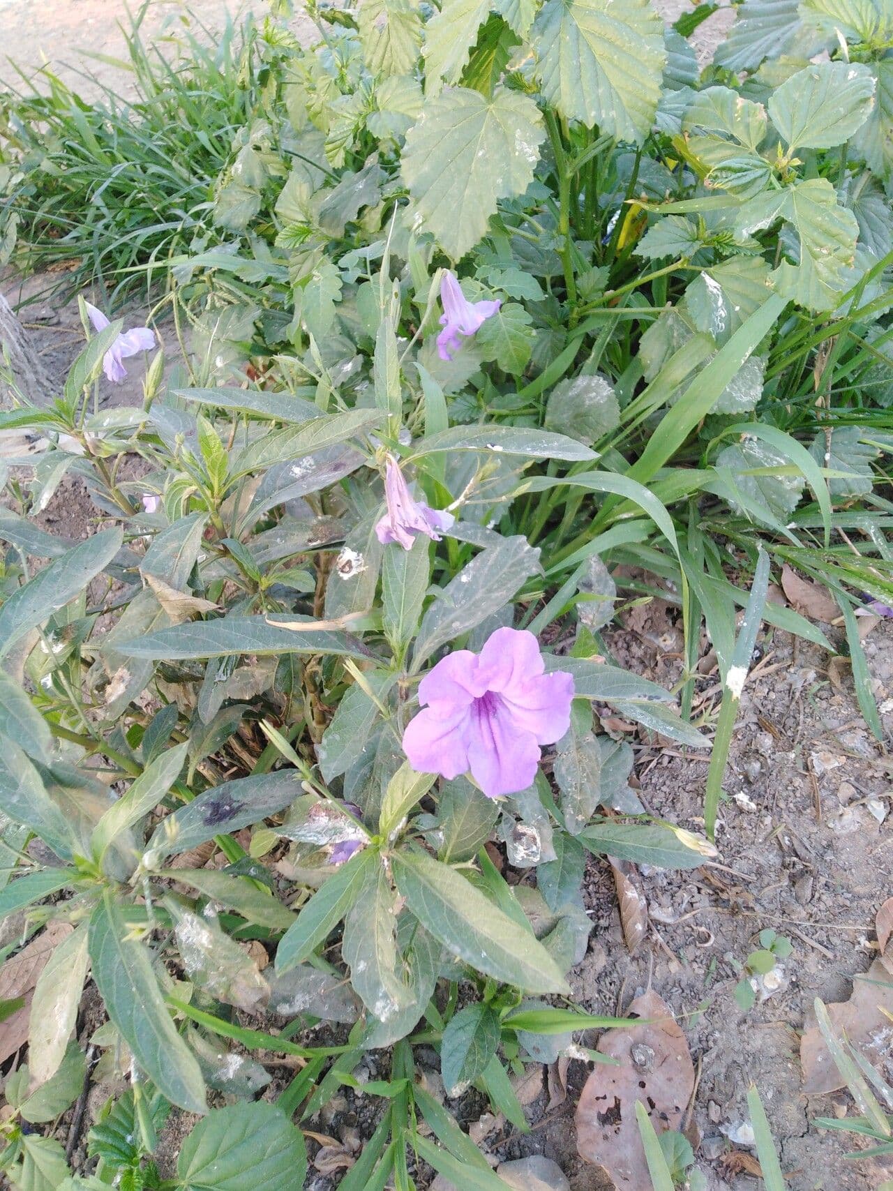 Ruellia 2