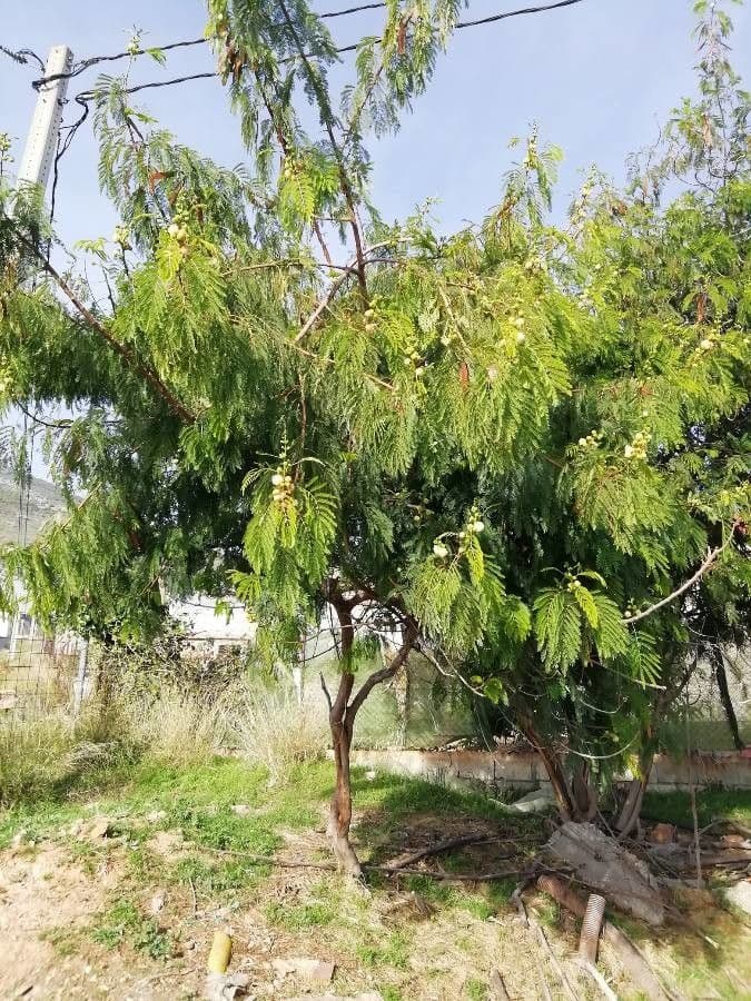 Leucaena 15