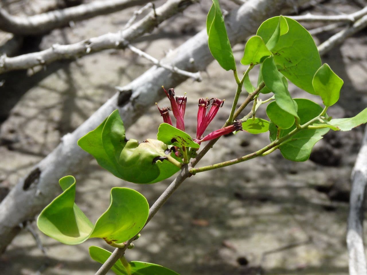 Tapinanthus 5