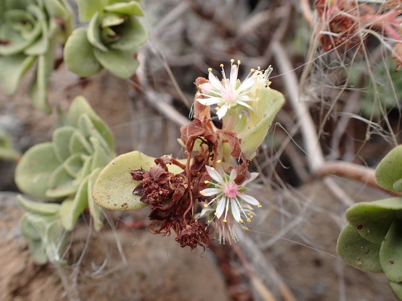 Aeonium 3