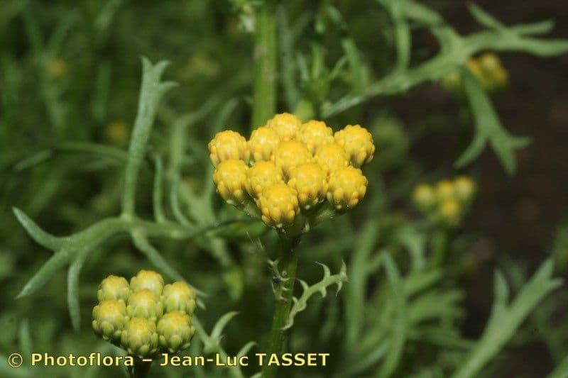 Lonas annua