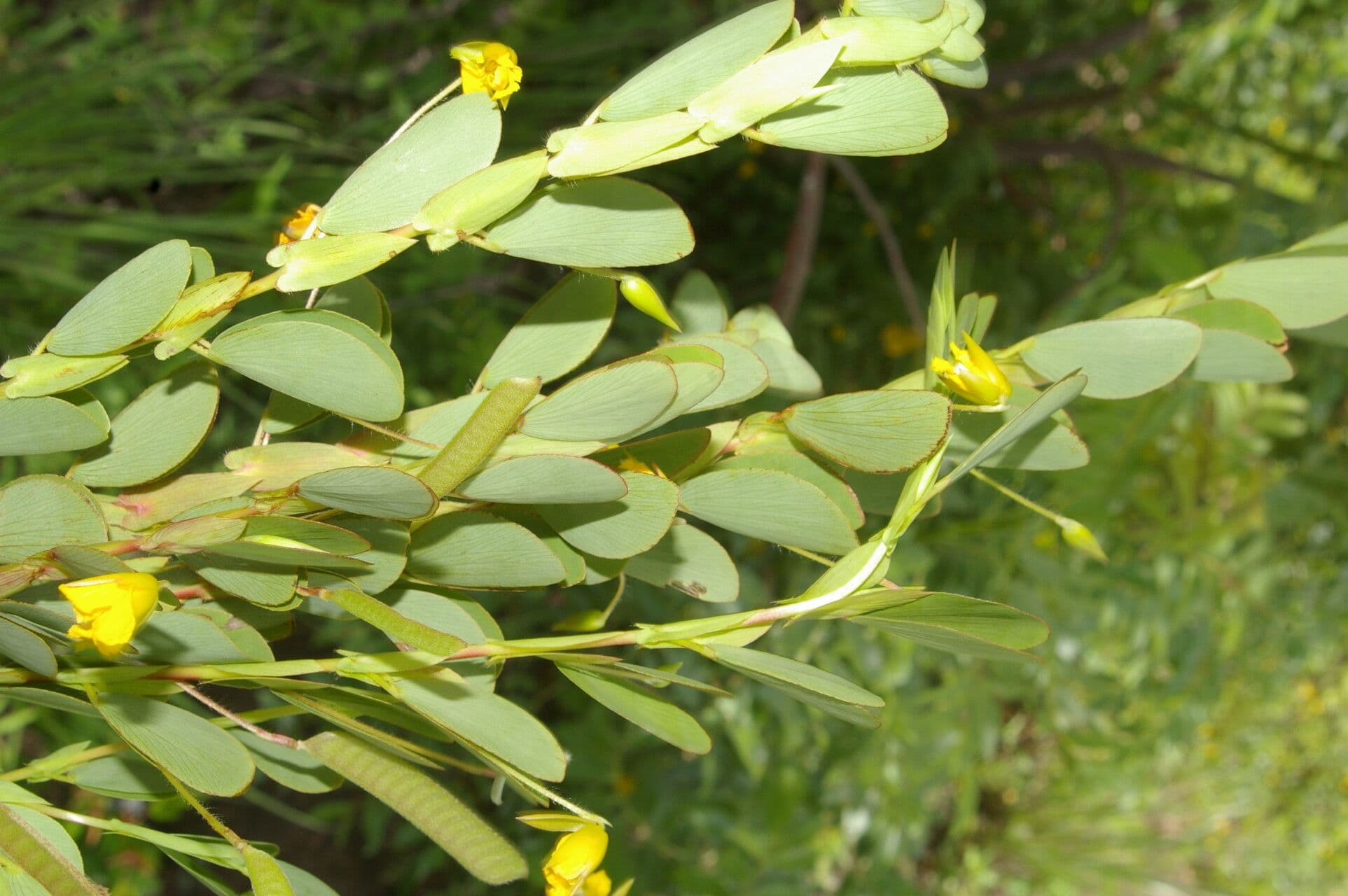 Cassia diphylla 18