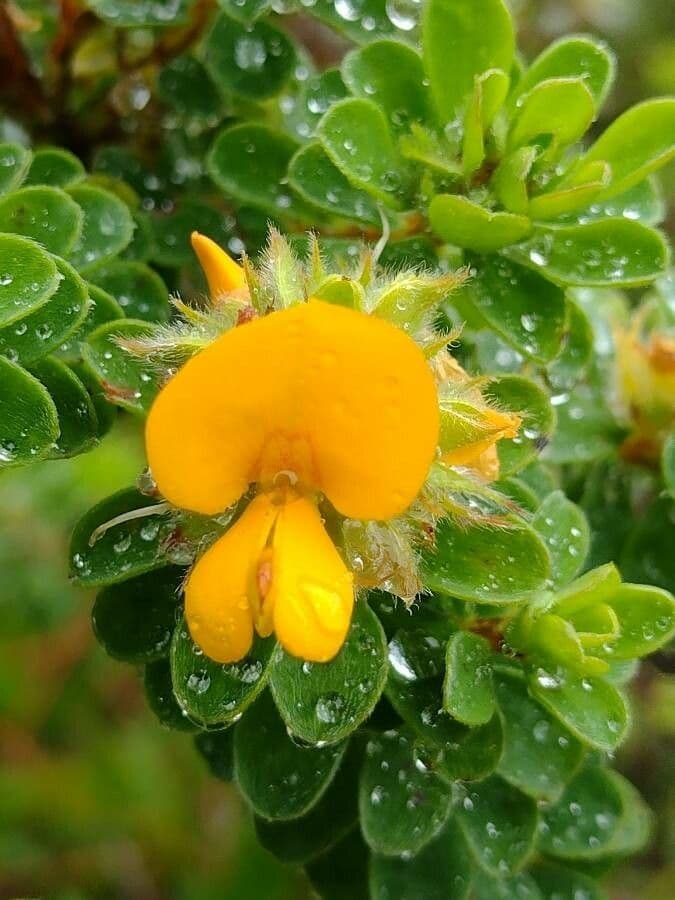 Pultenaea