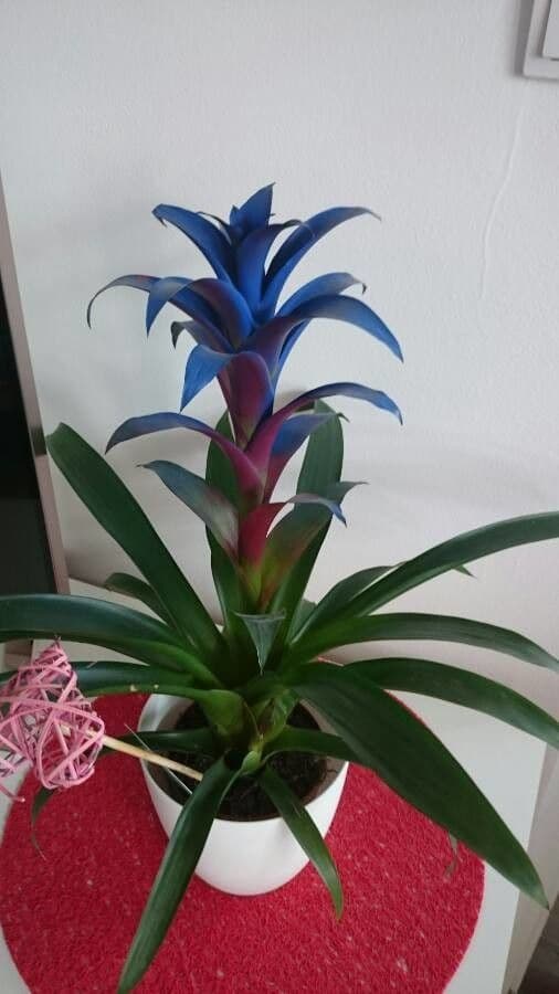 Guzmania monostachia 9