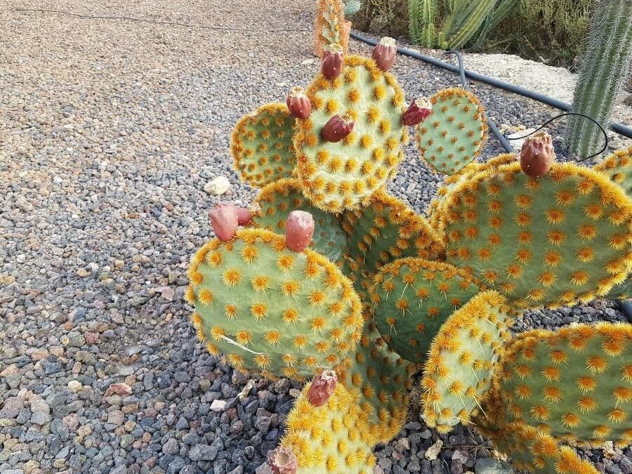 Chenille prickly-pear 18