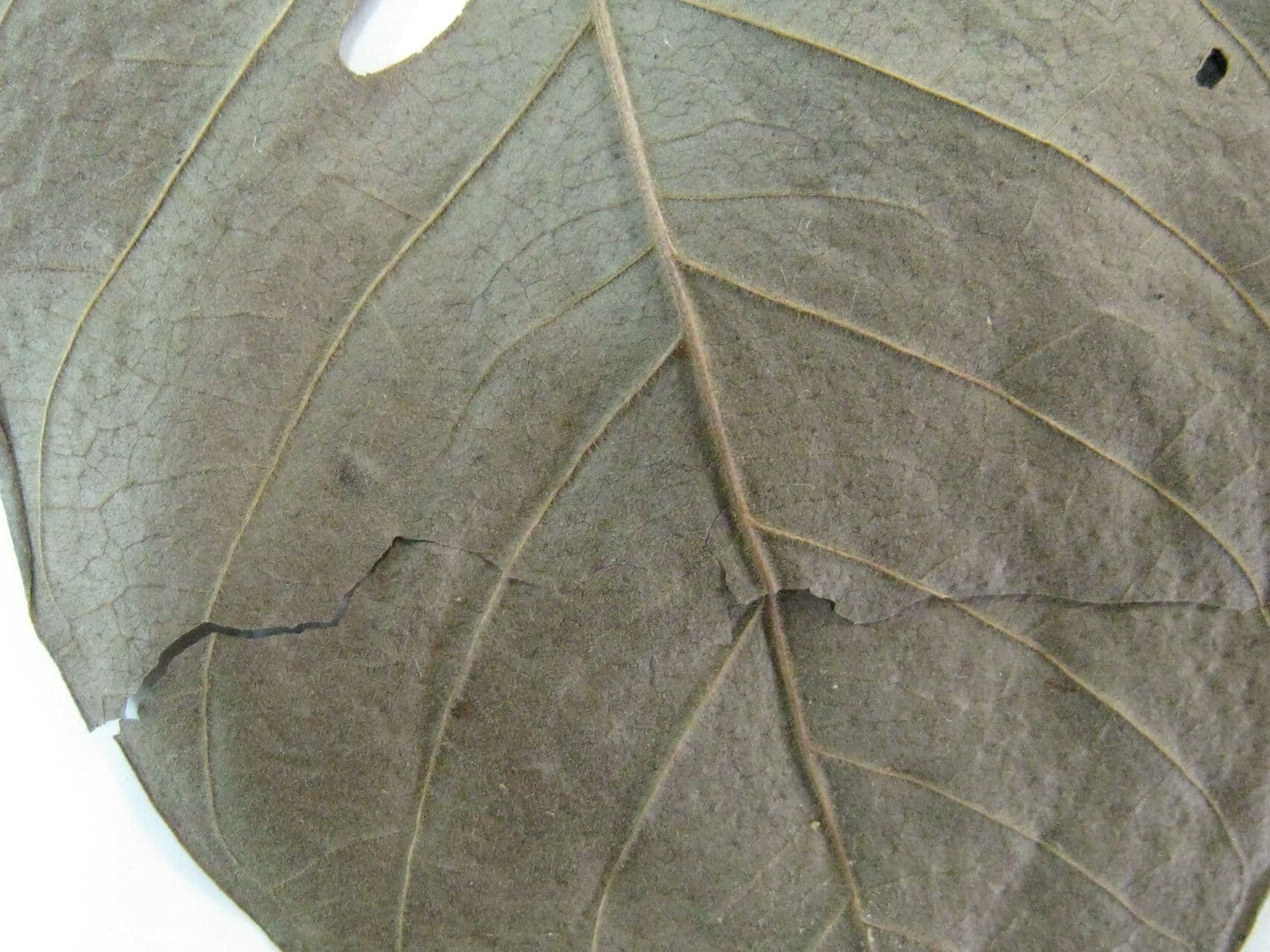 Genipapo-Baum 30