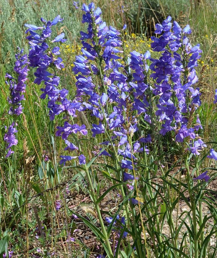 Penstemon 9