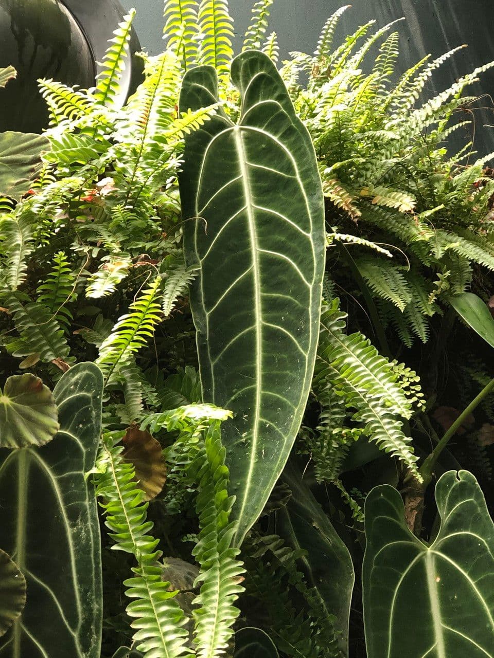Anturio 5