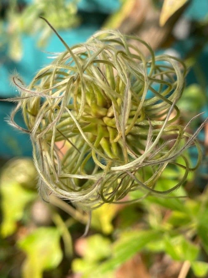 Einfache Clematis
