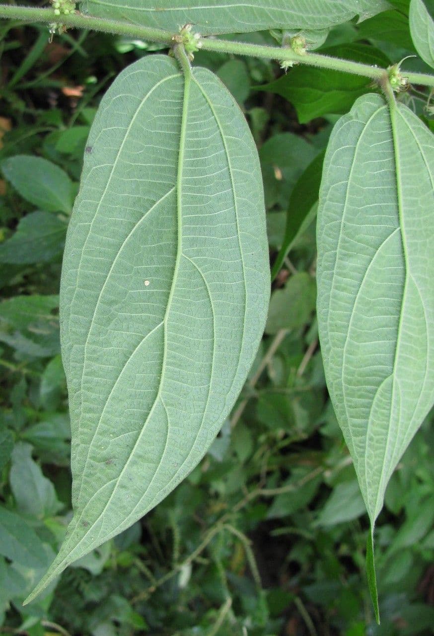 Pouzolzia 4