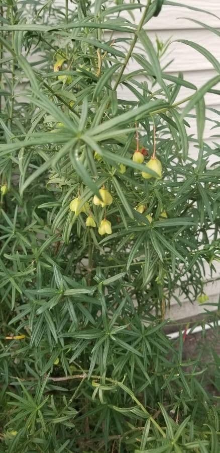 Podocarpus macrophyllus 10