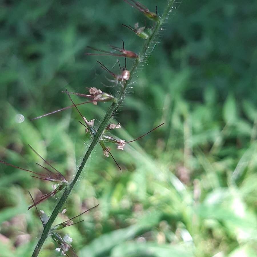 Wavyleaf basketgrass 3