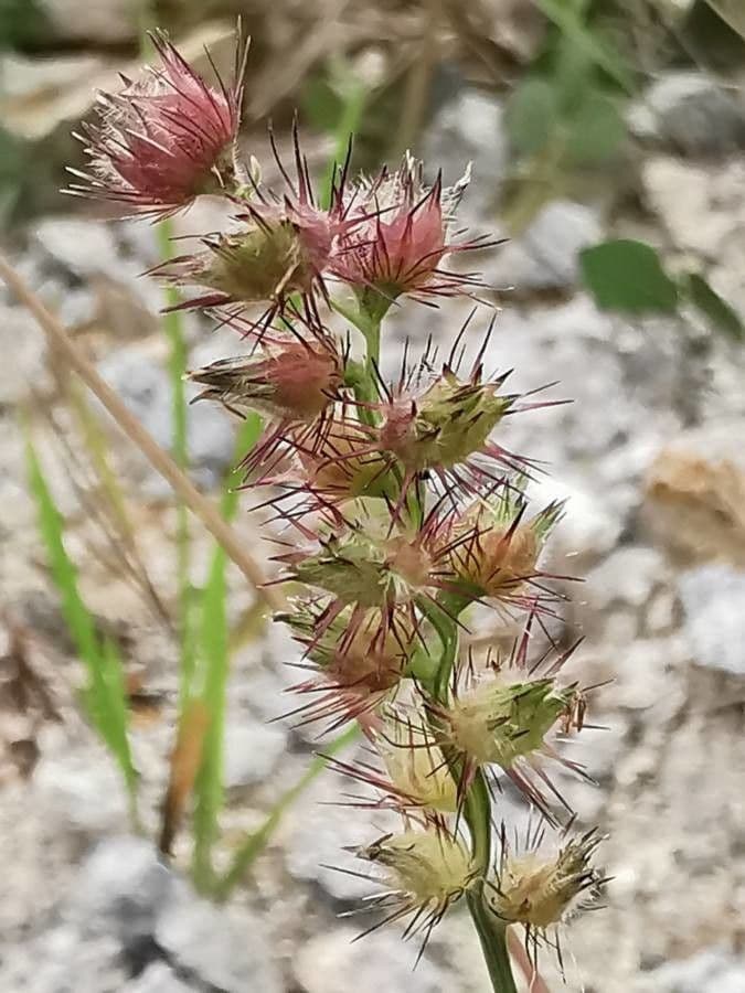 Echinolaena inflexa