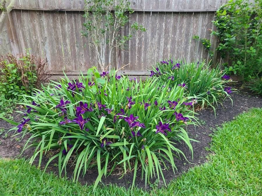 Schwert-Iris 2