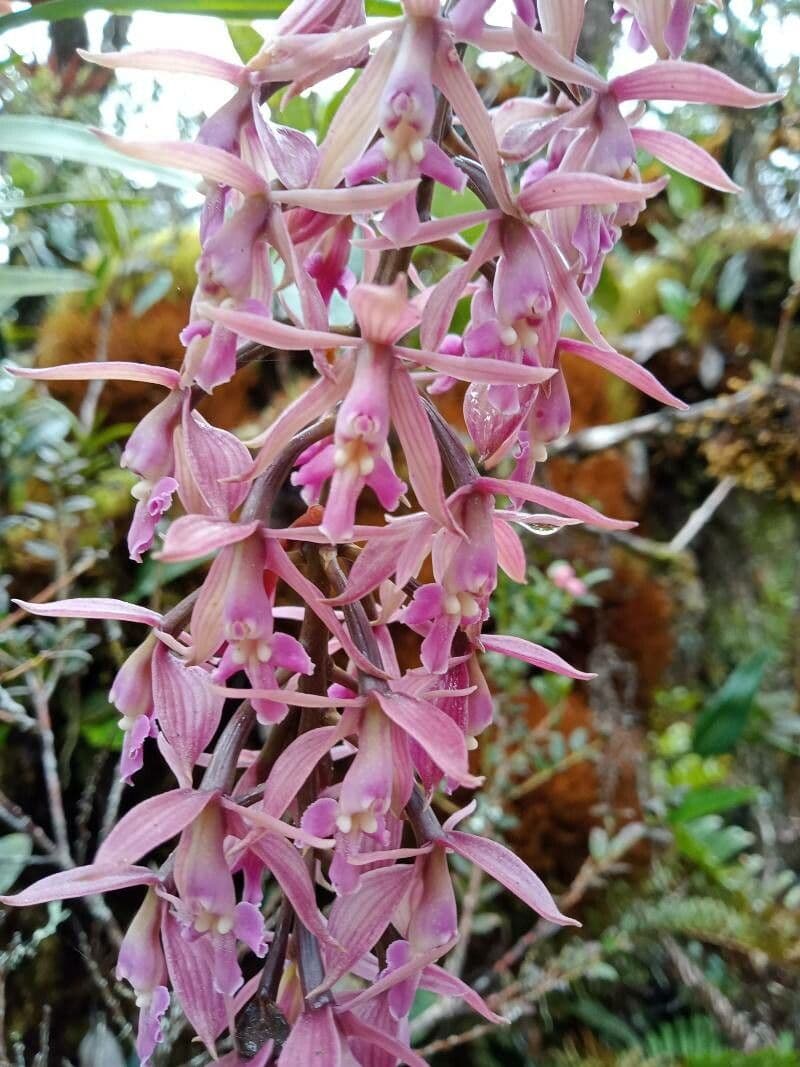 Epidendrum 4
