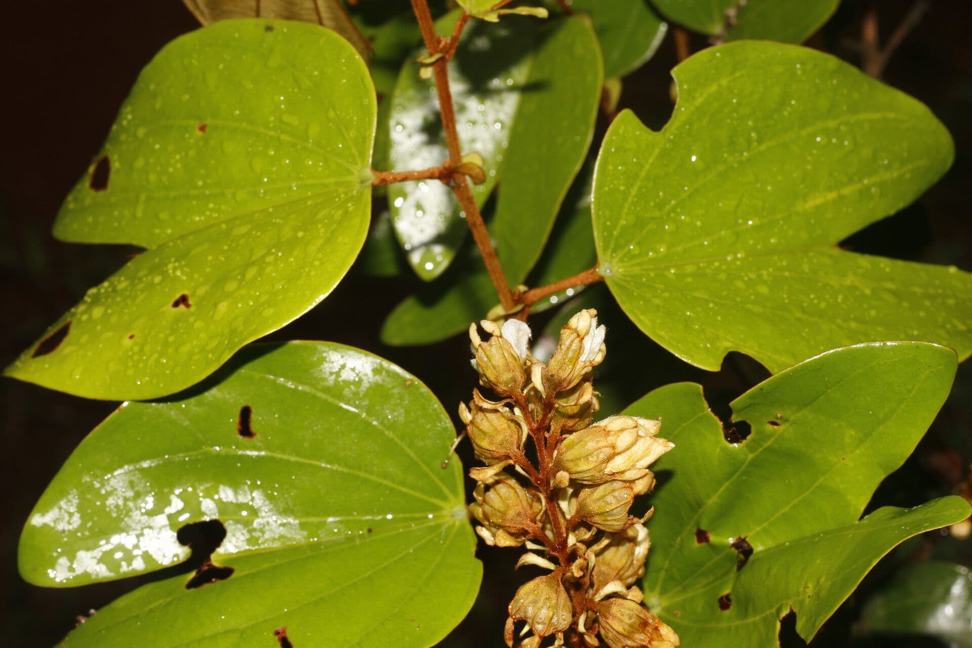 Schnella 6