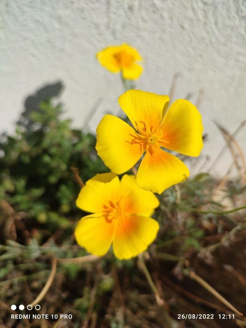 Esparsette-Mohn