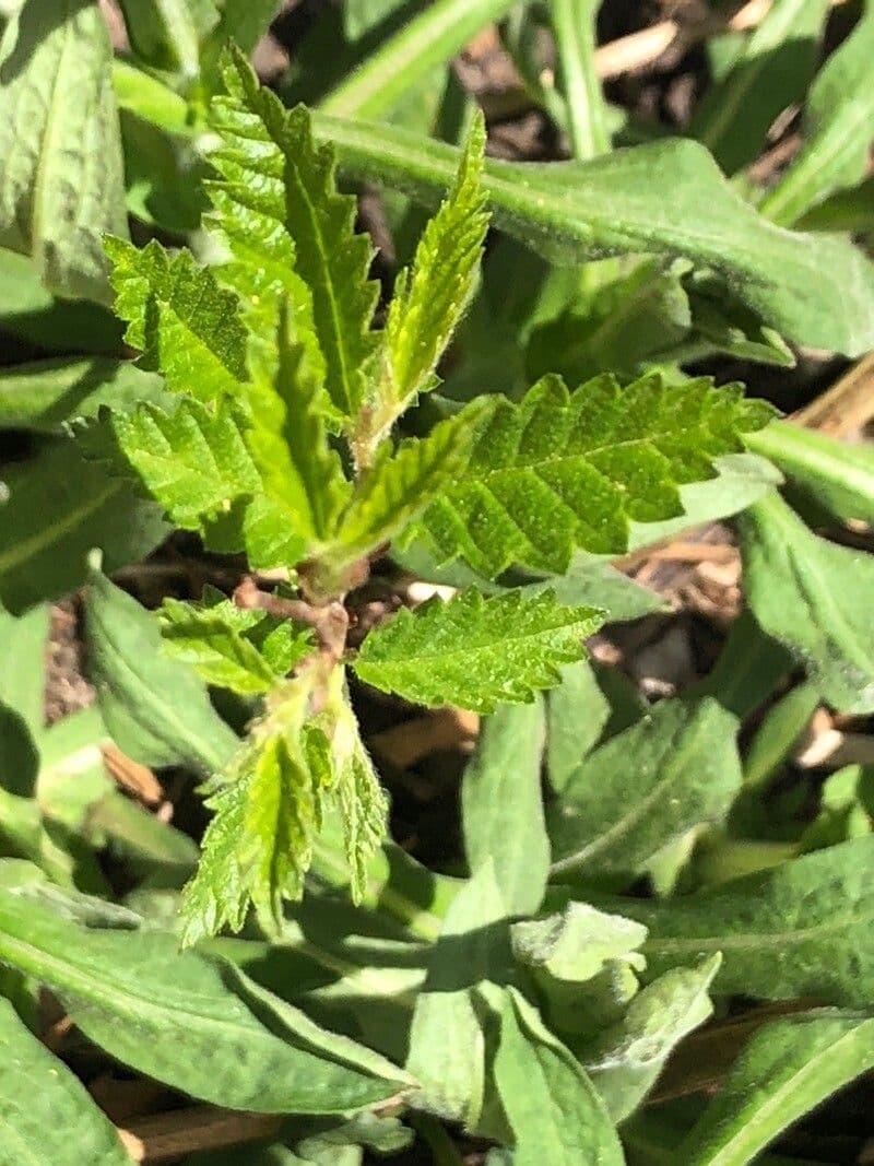 Turnera diffusa 14