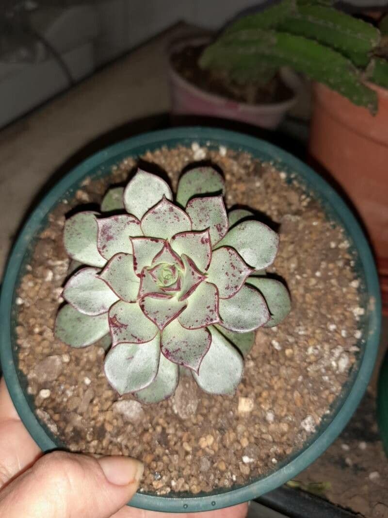 Echeveria 2