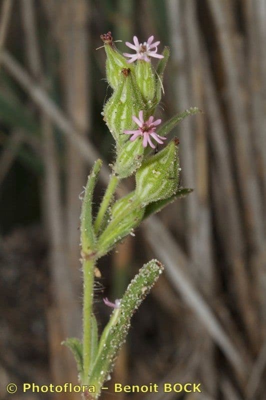 Silene 14
