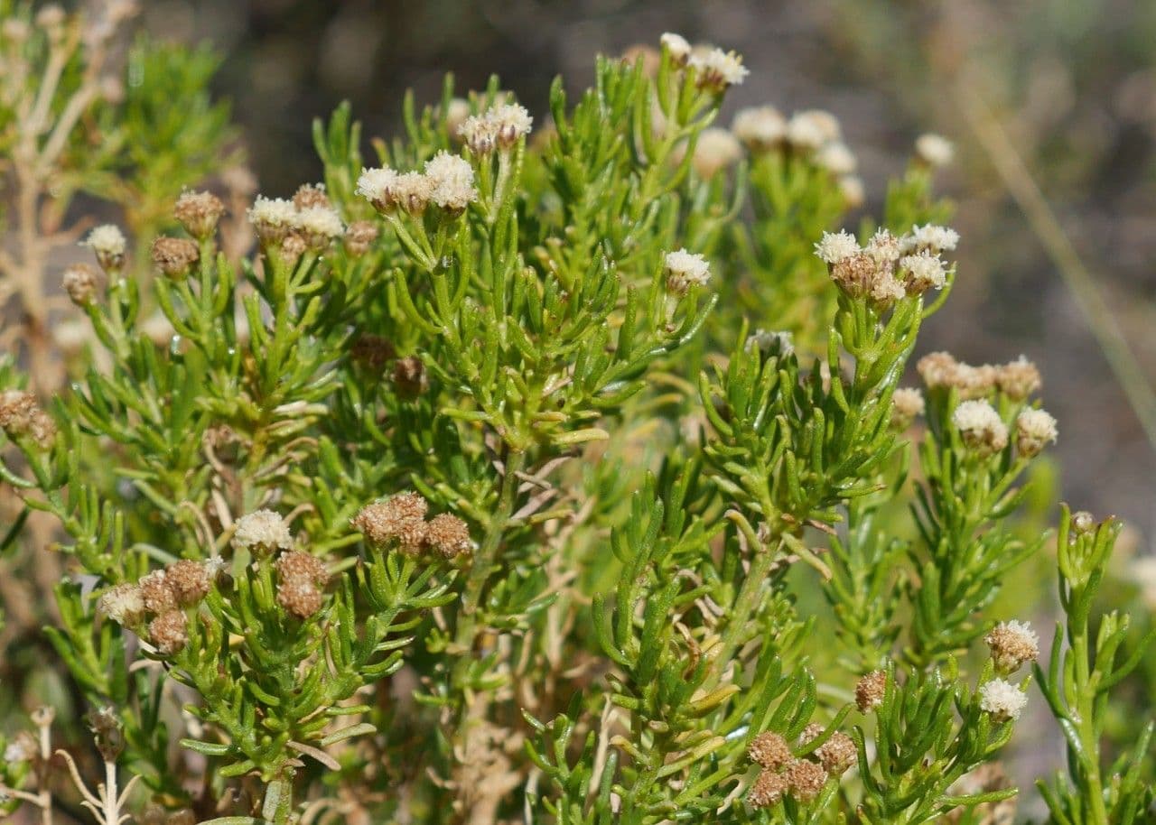 Baccharis 2